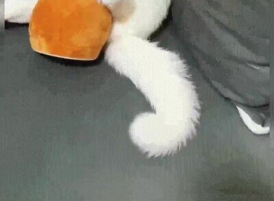 Enlace a El gato pasa un poco de todo