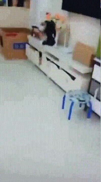 Enlace a Un pájaro que ha sido entrenado para robar dinero