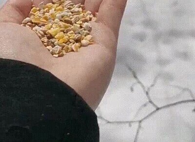 Enlace a Viene a comer a la palma de su mano