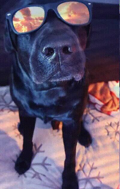 Enlace a Imposible molar más que este perro