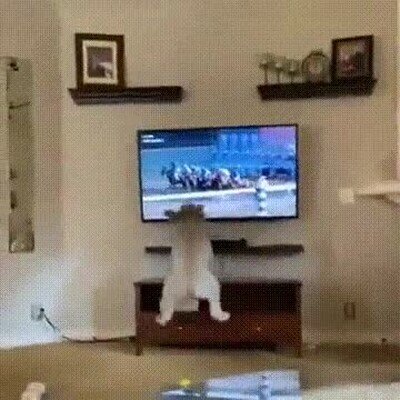 Enlace a Supongo que su caballo está ganando