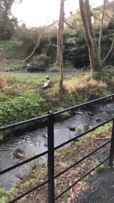 Enlace a El salto que hace es alucinante