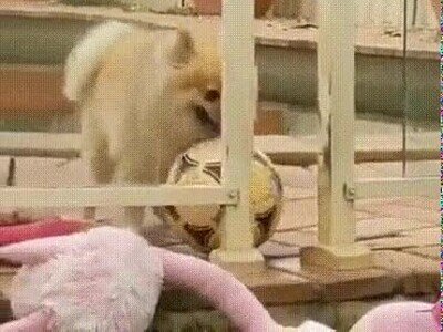 Enlace a Solo quiere llevarse la pelota a casa