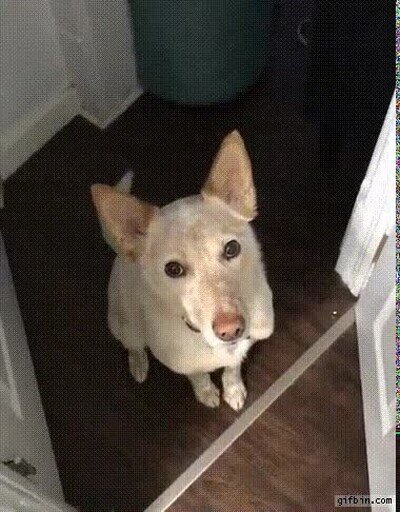 Enlace a Algo me dice que quiere ir a dar un paseo