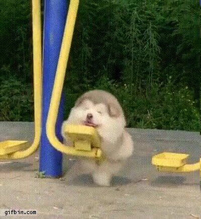 Enlace a Este perrito me ha alegrado el día