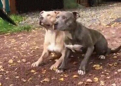 Enlace a Perros moviéndose de forma sincronizada