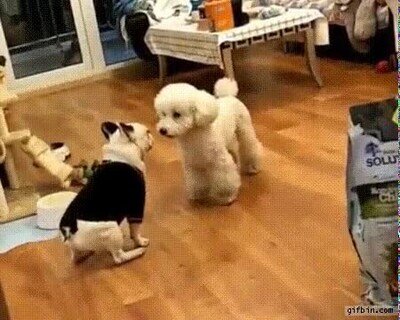 Enlace a Perros haciendo el truco del espejo