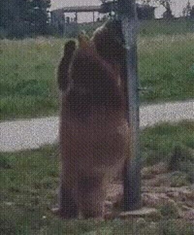 Enlace a Intenta no reir con este oso rascándose la espalda