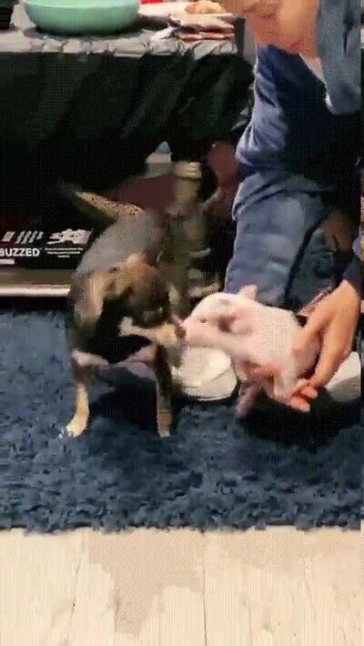 Enlace a La paz nunca fue una opción