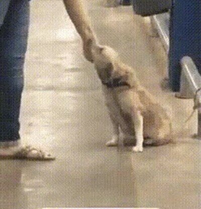 Enlace a Un perro que saluda a todo el mundo que se cruza por su camino