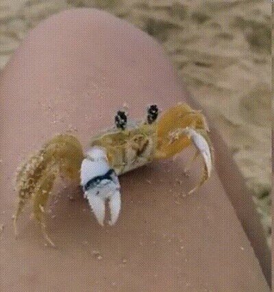 Enlace a Lo más adorable que verás en todo el día