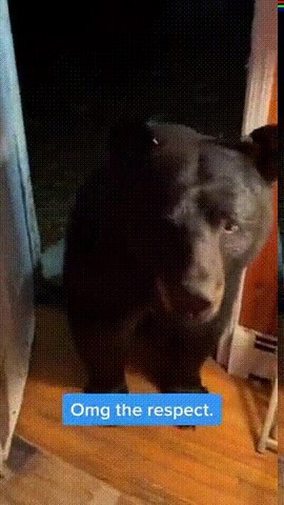 Enlace a El oso más educado que he visto