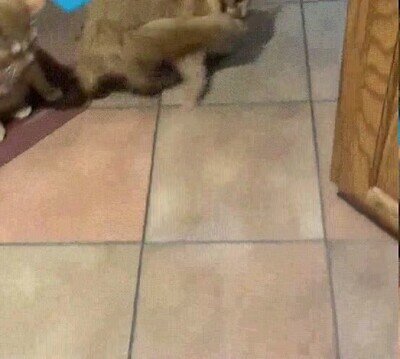 Enlace a Por fin te he atrapado