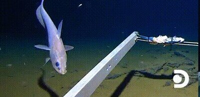 Enlace a Lo que sucede a  10,792 metros de profundidad del océano