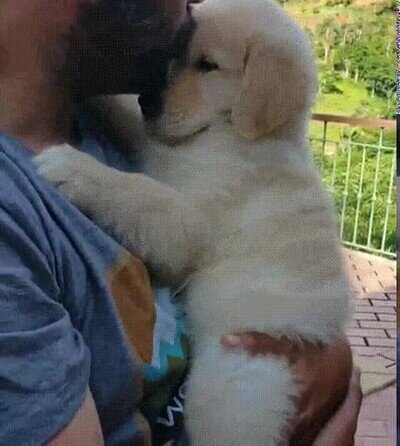 Enlace a Mi padre después de decir que no quiere ningún perro