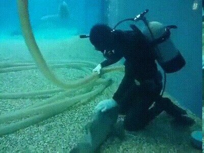 Enlace a De repente alguien inesperado quiere mimos