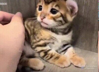 adorable