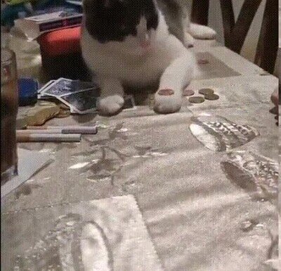 Enlace a Gatos aprendiendo a hacer trucos