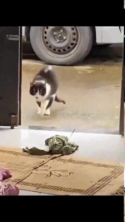 lesion,gato,futbol