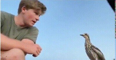 Enlace a El hijo de Steve Irwin es lo que el mundo necesita ahora mismo