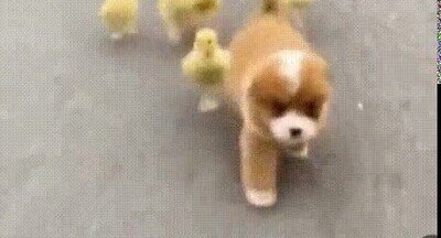 Enlace a Es adorable ver cómo siguen al líder