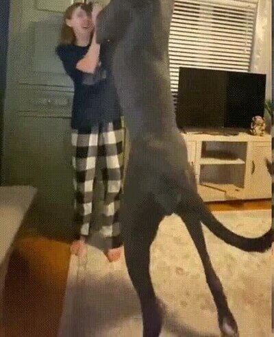 Enlace a El perro más grande que he visto nunca