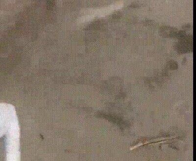 libre,perro
