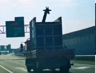 Enlace a No me esperaba ver esto en la carretera