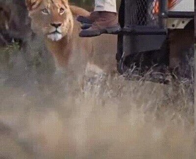 buscar,leon