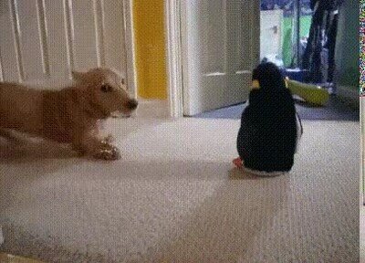 Enlace a Un perro contento con su nuevo amigo en casa