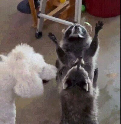 Enlace a Mapaches jugando con burbujas