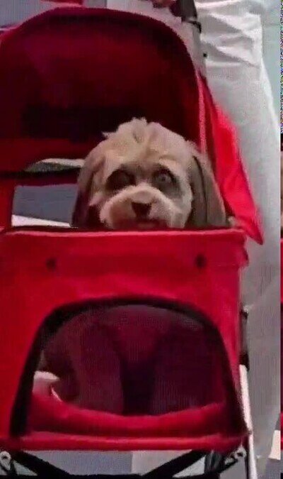 perro,mirada,cosas