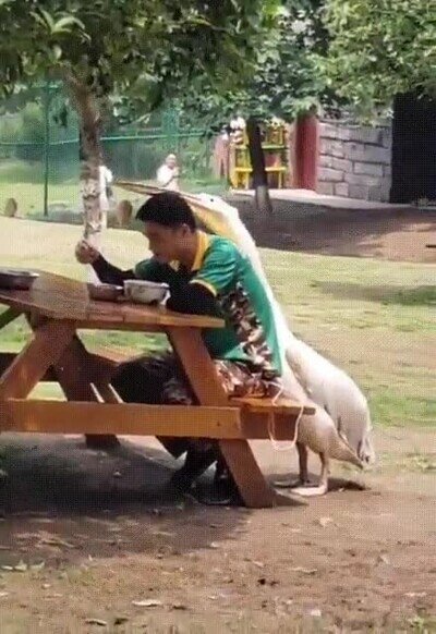 Enlace a Así no se puede comer tranquilo