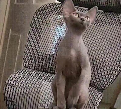 Enlace a Pon esas patitas donde pueda verlas