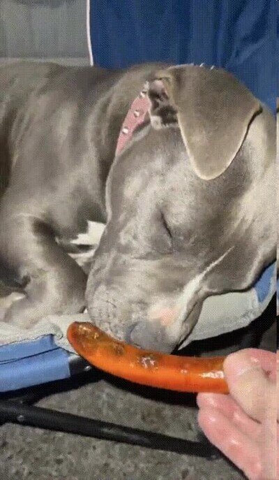 perro,hambre,cansado
