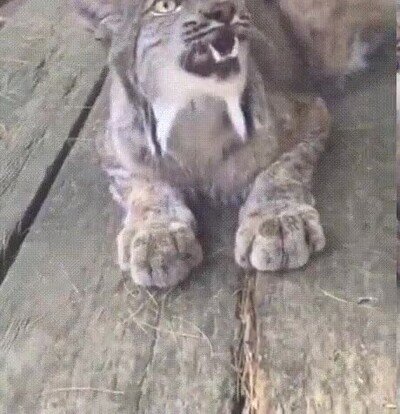 Enlace a En el fondo son como gatos grandes