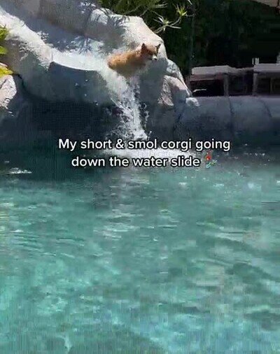 Enlace a Les encanta jugar en el tobogán de la piscina