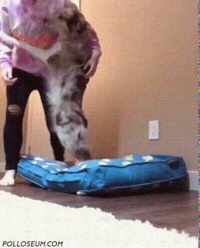 Enlace a Su reacción no puede ser más adorable