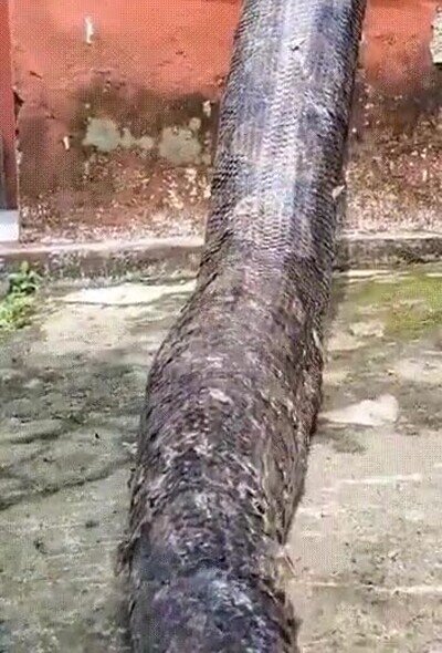 Enlace a Verlo en persona me daría un miedo tremendo