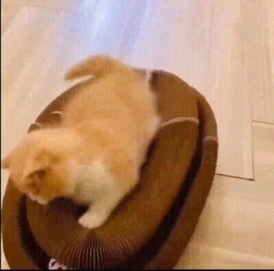 Enlace a Juego para mantener a tus gatos entretenidos