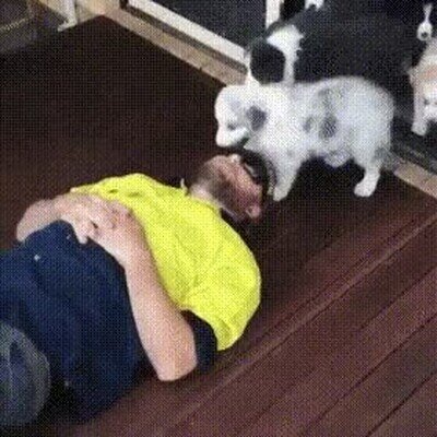 cachorros,perros,encima