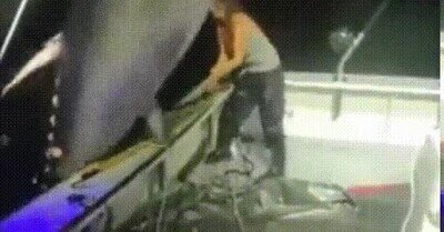 atun,pescado,pescar,gigante,enorme
