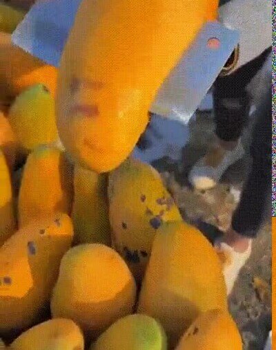 mango,comida,gigantes