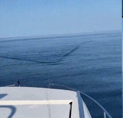 miedo,ballena,mar,barco