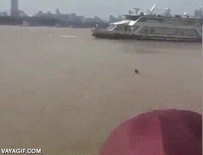 Enlace a Momento bestial, menudo cabrón el perro