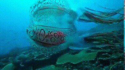 Enlace a Uno de los animales más raros del mundo: Chirodectes Maculatus, solo visto una vez antes