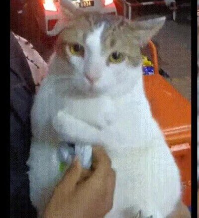 Enlace a Esto es mío, necesito mi medicación