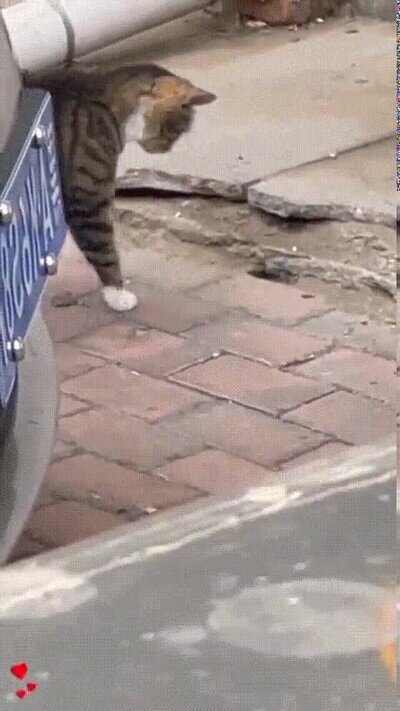 Enlace a Un cazador natural