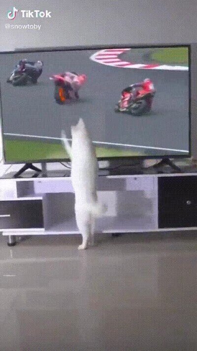 Enlace a Un gato con super poderes para trollear a la gente desde casa