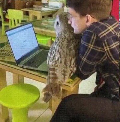 Enlace a Los búhos son los gatos del aire